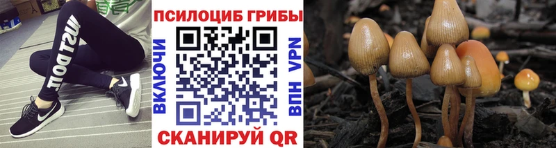 где купить Усть-Илимск Галлюциногенные грибы MAGIC MUSHROOMS